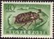 Colnect-596-869-Pine-Chafer-Polyphylla-fullo.jpg