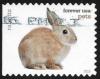 Colnect-3483-601-Rabbit-Oryctolagus-cuniculus-forma-domestica.jpg