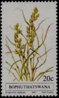 Colnect-1420-295-Eragrostis-capensis.jpg