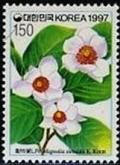 Colnect-2511-007-Magnolia-sieboldii.jpg
