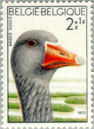Colnect-185-177-Greylag-Goose-Anser-anser.jpg