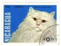 Colnect-955-210-White-Longhair-Felis-silvestris-catus.jpg