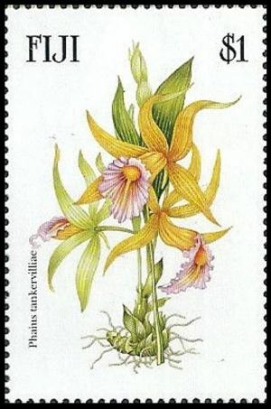 Colnect-3145-386-Phaius-tankervilliae.jpg