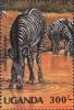 Colnect-2994-892-Mountain-Zebra-Equus-zebra.jpg