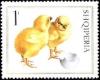 Colnect-1408-328-Chicks-Gallus-gallus-domesticus.jpg
