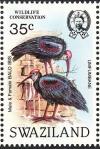 Colnect-1661-897-Southern-Bald-Ibis-Geronticus-calvus.jpg
