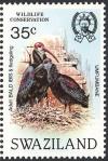 Colnect-1661-900-Southern-Bald-Ibis-Geronticus-calvus.jpg