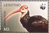 Colnect-1725-600-Southern-Bald-Ibis-Geronticus-calvus.jpg