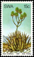Colnect-5209-157-Aloe-viridiflora.jpg