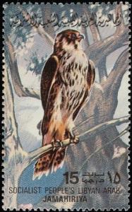 Colnect-1648-457-Barbary-Falcon-Falco-pelegrinoides.jpg