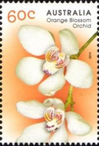 Colnect-6303-844-Sarcochilus-falcatus-Orange-blossom-Orchid.jpg