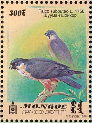 Colnect-1271-351-Amur-Falcon-Falco-amurensis.jpg