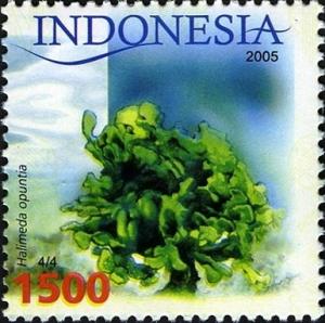 Colnect-1586-689-Green-Algae-Halimeda-opuntia.jpg