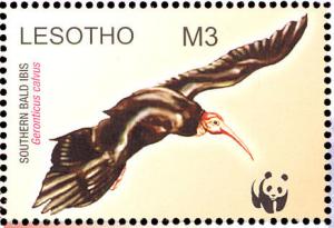 Colnect-1725-601-Southern-Bald-Ibis-Geronticus-calvus.jpg