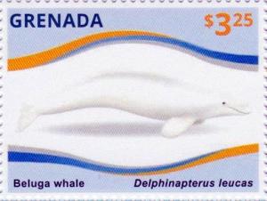 Colnect-3014-876-Beluga-Whale-Delphinapterus-leucas.jpg