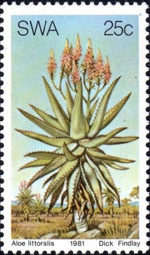 Colnect-4541-707-Aloe-littoralis.jpg