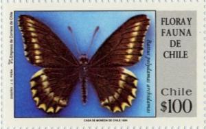Colnect-560-194-Polydamas-Swallowtail-Battus-polydamas.jpg