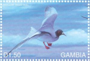 Colnect-5935-508-Swallow-tailed-gull.jpg