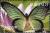 Colnect-1593-002-African-Swallowtail-Papilio-dardanus.jpg
