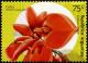 Colnect-3111-739-Erythrina-cristagalli-national-flower-of-Argentina.jpg