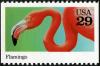 Colnect-4236-872-American-Flamingo-Phoenicopterus-ruber.jpg