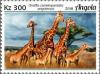Colnect-5595-675-Giraffa-camelopardalis-angolensis.jpg