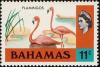 Colnect-862-882-Caribbean-Flamingo-Phoenicopterus-ruber.jpg