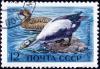 The_Soviet_Union_1972_CPA_4095_stamp_%28Spectacled_Eider%29_cancelled.jpg