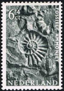 Colnect-2192-858-Ammonite-fossil.jpg