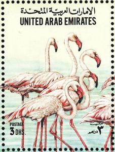 Colnect-1639-721-American-Flamingo-Phoenicopterus-ruber.jpg