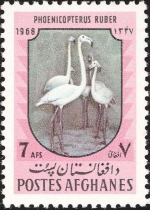 Colnect-1624-215-American-Flamingo-Phoenicopterus-ruber.jpg
