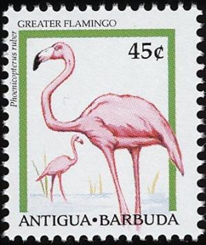 Colnect-1976-283-Caribbean-Flamingo-Phoenicopterus-ruber.jpg