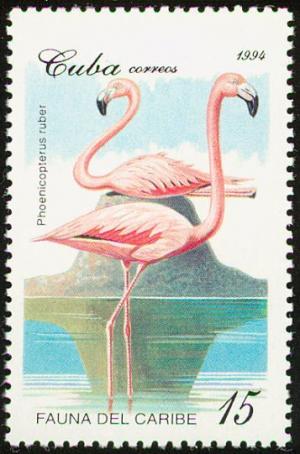 Colnect-2133-718-Caribbean-Flamingo-Phoenicopterus-ruber.jpg