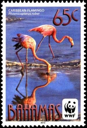 Colnect-2355-493-American-Flamingo-Phoenicopterus-ruber.jpg