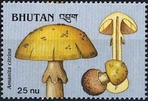 Colnect-2930-756-Amanita-citrina.jpg