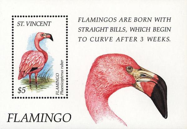 Colnect-1755-631-American-Flamingo-Phoenicopterus-ruber.jpg