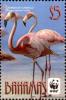 Colnect-2355-495-American-Flamingo-Phoenicopterus-ruber.jpg
