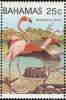 Colnect-862-663-Caribbean-Flamingo-Phoenicopterus-ruber.jpg