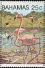 Colnect-862-665-Caribbean-Flamingo-Phoenicopterus-ruber.jpg