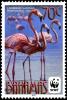 Colnect-2355-494-American-Flamingo-Phoenicopterus-ruber.jpg