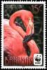 Colnect-2355-491-American-Flamingo-Phoenicopterus-ruber.jpg