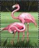 Colnect-3523-349-American-Flamingo-Phoenicopterus-ruber.jpg