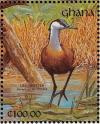 Colnect-1459-821-African-Jacana-Actophilornis-africana.jpg