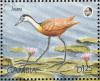 Colnect-1721-715-African-Jacana-Actophilornis-africana.jpg