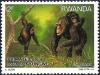 Colnect-2631-970-Chimpanzee-Pan-troglodytes.jpg