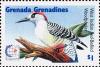 Colnect-4373-746-West-Indian-red-bellied-woodpecker.jpg