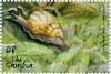 Colnect-4716-305-Giant-African-snail.jpg
