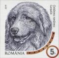 Colnect-6303-153-Romanian-Carpathian-Shepherd.jpg