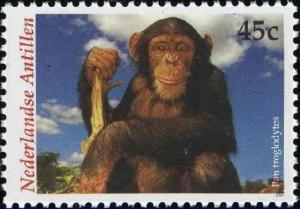 Colnect-1018-828-Chimpanzee-Pan-troglodytes.jpg