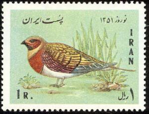 Colnect-1460-713-Pin-tailed-Sandgrouse-Pterocles-alchata.jpg